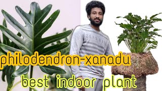 Thaumatophyllum Xanadu Philodendron Xanadu Care propagation re  potting best indoor plant [upl. by Nellek]