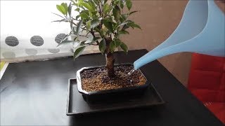 Ficus Retusa Bonsai átültetése [upl. by Eran]