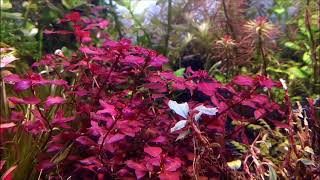 Ludwigia Natans super red  Plants Profile [upl. by Harol]