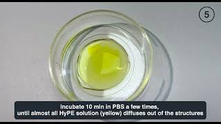 Tutorial Height control of PEG hydrogels with HyPE and PRIMO [upl. by Tahmosh]