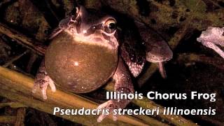 Pseudacris streckeri illinoensis  Illinois Chorus Frog [upl. by Atteirneh]