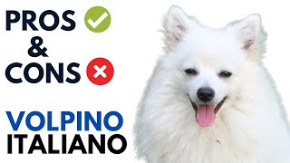 Volpino Italiano Pros and Cons  Volpino Italiano Dog Advantages and Disadvantages [upl. by Yerggoeg227]