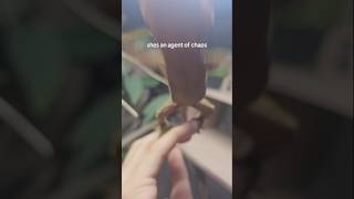 filming my crested gecko be like 🏃‍♀️🏔🤪 crestedgecko reptiles pets [upl. by Mamoun]