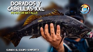 Pesca de Dorados y Cabrillas XL  Batallas en altamar  Cuando el Equipo Si Importa [upl. by Akyeluz484]