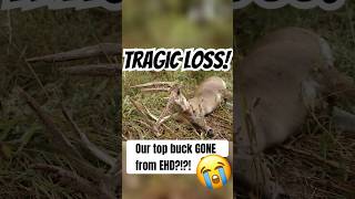 TRAGIC Loss Our Top Buck GONE from EHD shorts deerhunting ehd deerdisease whitetaildeer [upl. by Nrubliw]