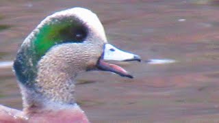 American Wigeon Duck Quacking  Call Sounds [upl. by Ahtivak]