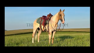 Palomino FamilyTrail 4H Quarter Horse Gelding For Sale [upl. by Gwennie]