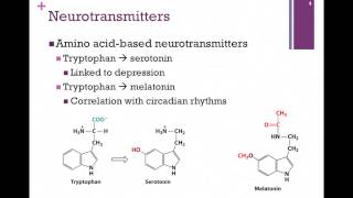 138Synthesis of Neurotransmitters [upl. by Lehman14]