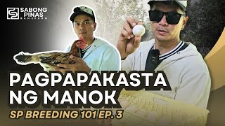 Episode 03 BREEDING 101  Pagpakasta ng Manok Tips Gamefarm [upl. by Atiras549]