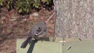 Mockingbird Drives Other Birds Away from FeederNARRATED [upl. by Aikel]