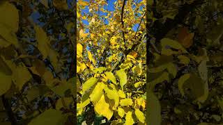 Yellowed apple tree leaves autumn [upl. by Ainattirb777]