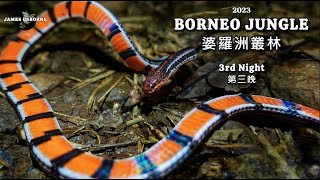 Black Striped Coral Snake Calliophis nigrotaeniatus 黑條麗紋蛇 [upl. by Beauchamp]