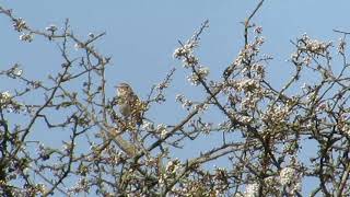 Woodlark 18421 Withington Woods [upl. by Ainattirb]