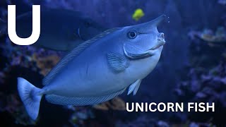 Underwater ABCs Explore Sea Creatures Song for English Learners [upl. by Yatnahs]