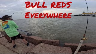 Bull Reds Secret Spot Revealed quotGalveston Areaquot [upl. by Enilreug]