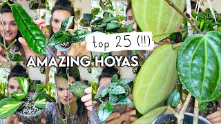 Top 25 MindBlowing HOYAS 🌱 Best Amazing Hoya Plants RARE  COMMON [upl. by Nelyag]