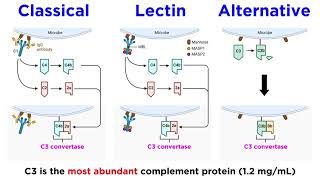 The Complement System Classical Lectin and Alternative Pathways [upl. by Aitrop]