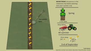 Wireworm Monitoring to Assess their Risk [upl. by Deden617]