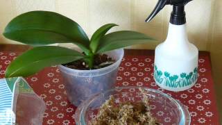 Мох сфагнум для орхидей Как применять  Sphagnum moss for orchids How do I use it [upl. by Clemence]