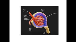 Renal Physiology overviewp [upl. by Kaylee358]