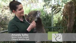 Video 1 Meet the koalas [upl. by Korney860]