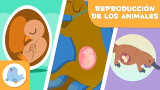 REPRODUCCIÓN de los ANIMALES 🐶🐦 SEXUAL Y ASEXUAL 🥚🤰🏻 OVÍPAROS VIVÍPAROS Y OVOVIVÍPAROS [upl. by Htebesile]