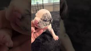 Unique Merle Pocket American Bully Puppy For Sale  One of a kind Designer Pocket Bully [upl. by Sib]