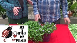 Conseils jardinage violette de toulouse Comment faire la culture et division Plante vivace [upl. by Rosenfeld]