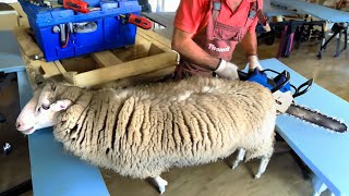 🐑✂️Massive Sheep Makeover Shearing Gigantic Wool [upl. by Emelita181]