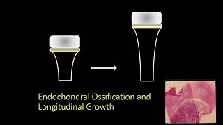 Diffusion Tensor Imaging for assessing physical function  Ola Kvist MD PhD [upl. by Asiak]