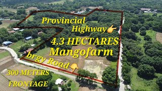 vlog 471 MANGOFARM IN POZZOROBIO PANGASINAN 43 HAS [upl. by Cale]