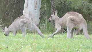 Australian Wildlife Courting Kangaroos [upl. by Sivartal]