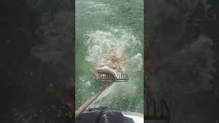 Atlantic goliath grouper eaten by great white shark [upl. by Shore]