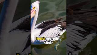 Did you know this about Pelican  facts interestingfacts shortfacts youtubeshorts subscribe [upl. by Madelon135]