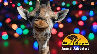 Johari the Giraffe amp Jungle Bells Event Cam of Animal Adventure [upl. by Asor]