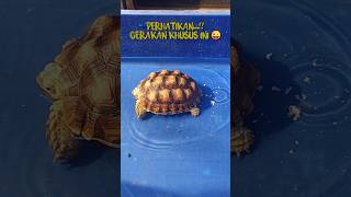 Funny and Cute Animals  Sulcata Tortoise [upl. by Farver408]