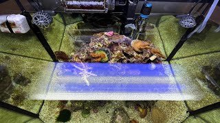 26 Gallon Bowfront Reef [upl. by Atilrep]