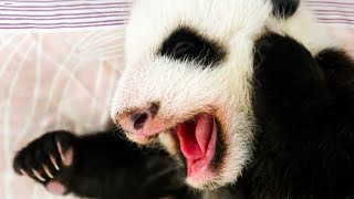 Newborn Baby Pandas HandFed  Panda Babies  BBC Earth Kids [upl. by Oiratnom]