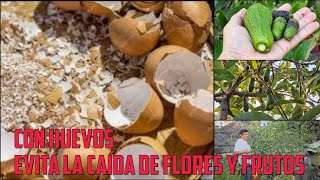 Como hacer POTENTE abono Orgánico para evitar la caída de flores y frutos [upl. by Aevin27]