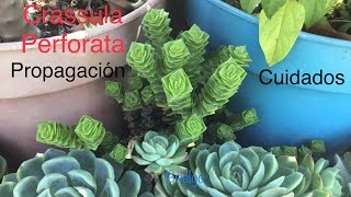 Crassula Perforata  Cuidados y propagación [upl. by Secundas]