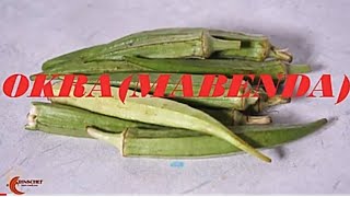 HOW TO COOK OKRA \ MABENDA bamia recipe  Jinsi ya kupika Mrenda wa mbegu [upl. by Olshausen]