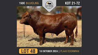 Lot 48  Vlakte Bonsmara Bulveiling  18 Okt 2024 [upl. by Entirb113]