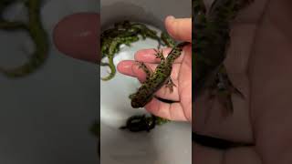 オスです Triturus marmoratus  Marbled newt マダライモリ shorts shortsvideo shortsfeed [upl. by Lashar]