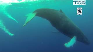 Chant dun mâle Baleine à bosse en Guadeloupe [upl. by Keiryt]