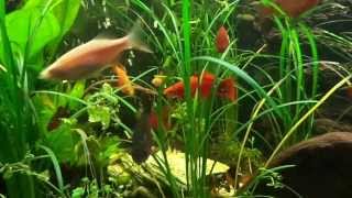 75 Gallon Planted Aquarium  Red Tail Shark Rainbow Shark Clown Loach Red Tail Loaches Etc [upl. by Roosnam]