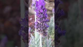 My Toothed Lavender Lavandula dentata nature floweringplants floweringplants flower [upl. by Everick]