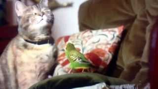 Cat and Budgie Freeview advert [upl. by Wileen]