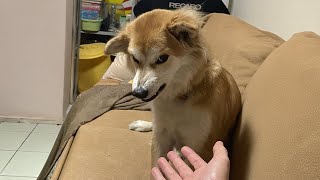 Funny DOGS were probably having a Ruff Day 😂 Best Funny Animals Videos [upl. by Drye]