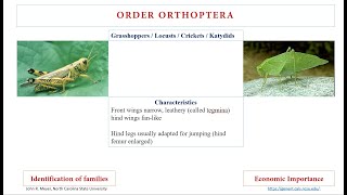 Order Orthoptera [upl. by Erdeid6]