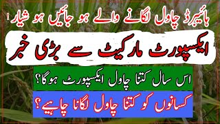 Hybrid rice cultivation in PunjabHybrid rice ki kashatIs hybrid rice profitable ہائیبرڈ چاول کاشت [upl. by Stephana]